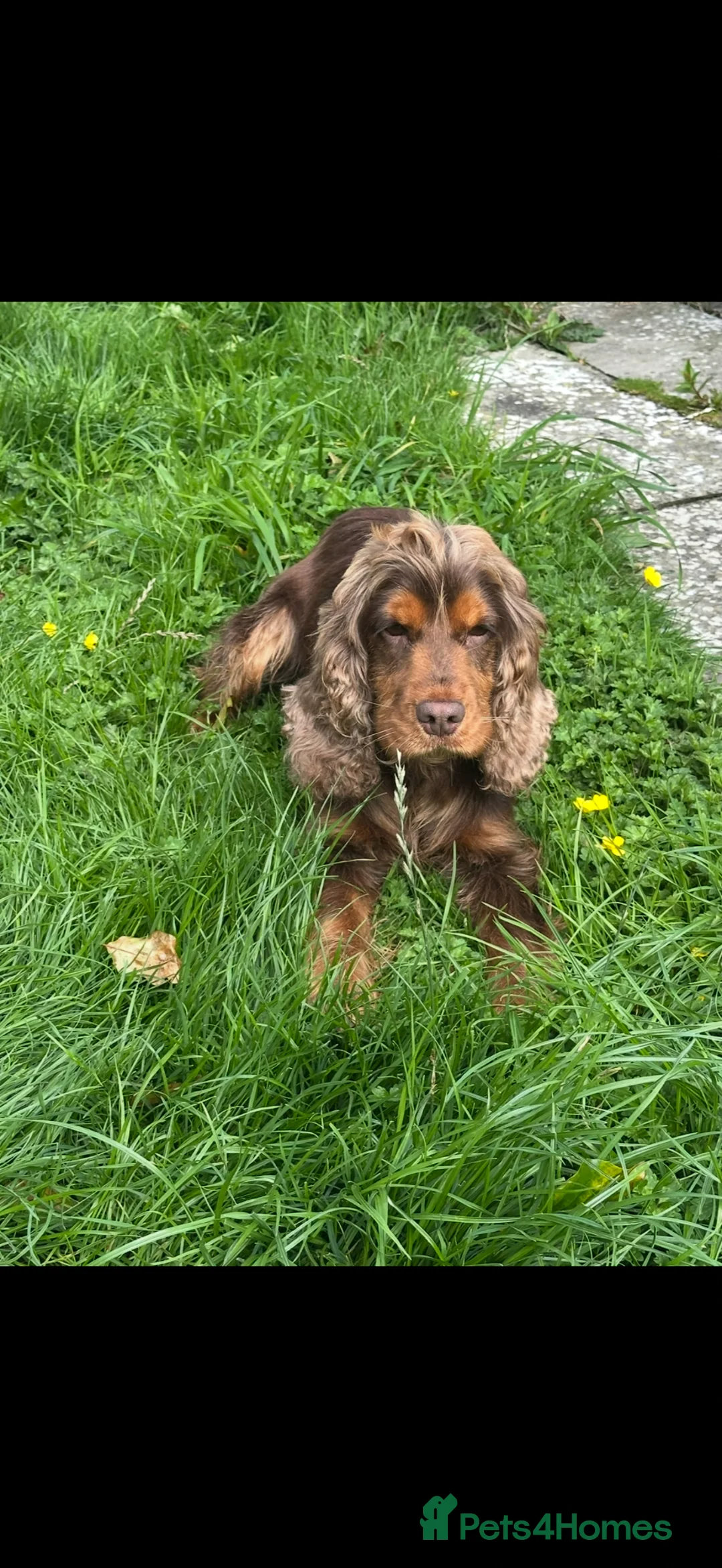 Cockapoo dogs for sale: 🌟5 star licenced breeder🌟 - Advert 2