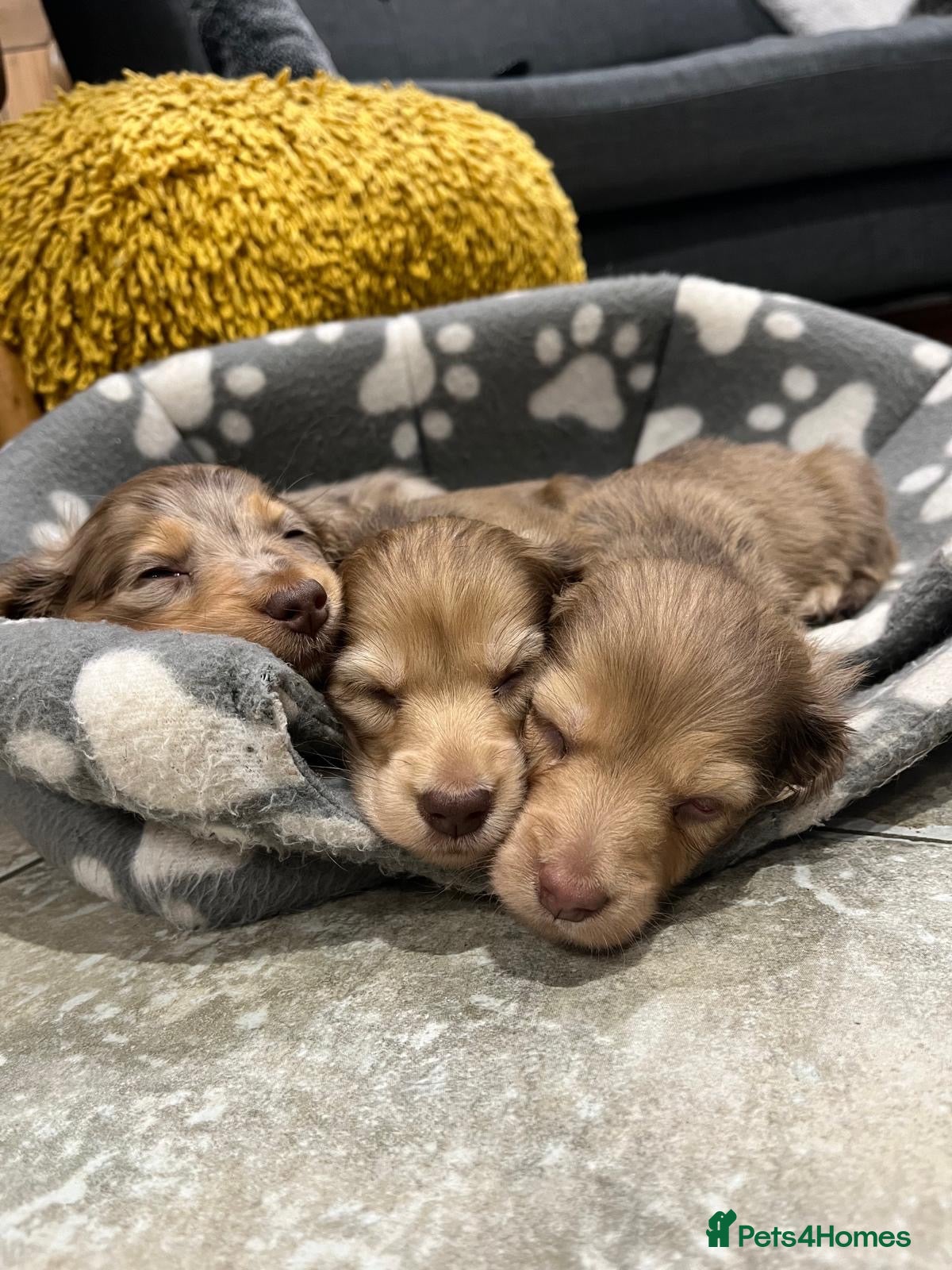 Dachshund dogs for sale: Long-haired miniature daschund pups for sale  - Advert 2