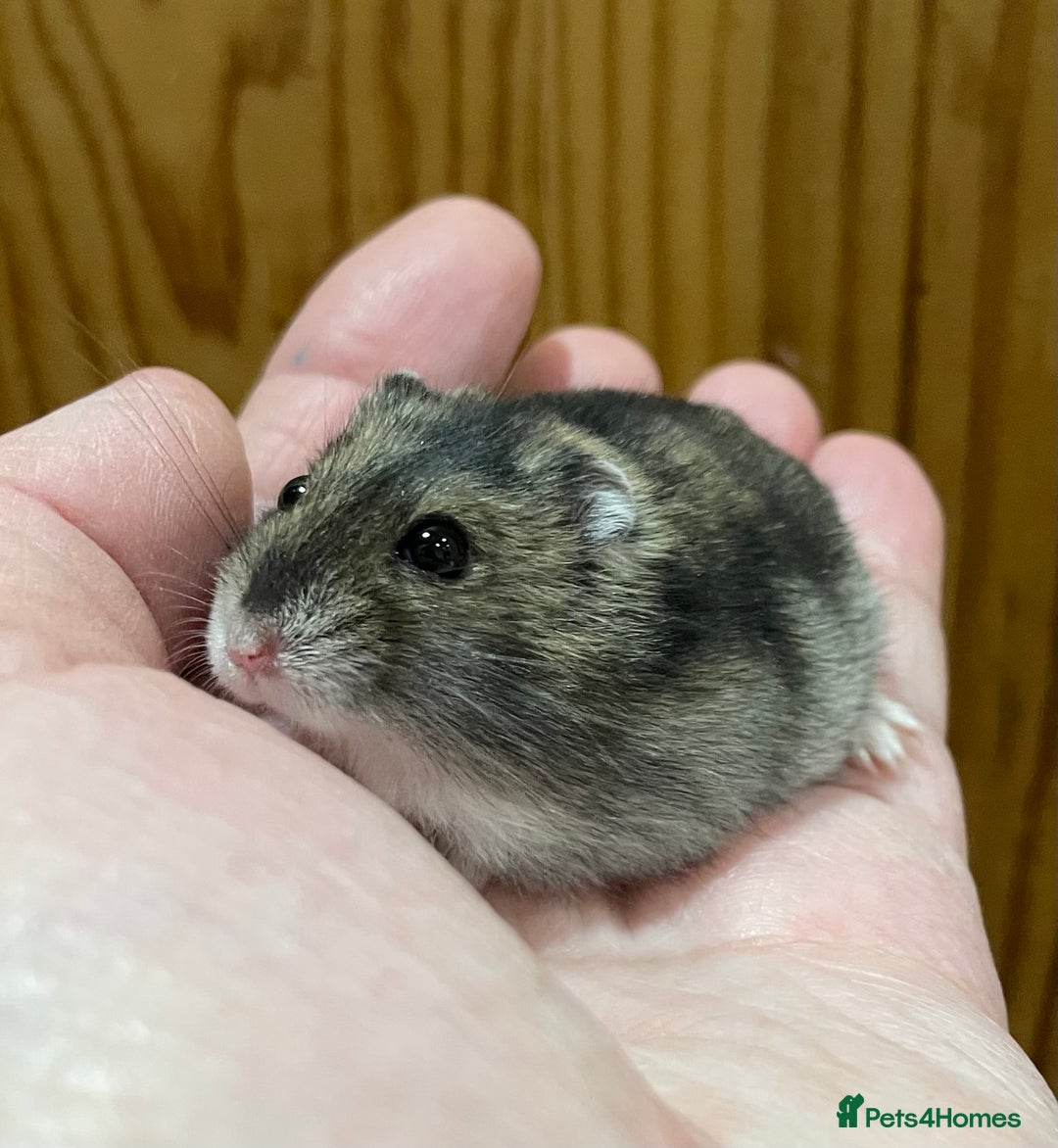 Hamster rodents for sale: Young female Winter White Russian hamster. - Advert 4