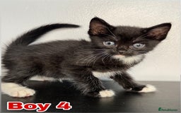 Mixed Breed cats for sale: Beautiful mixed bengal kittens  - Image 17