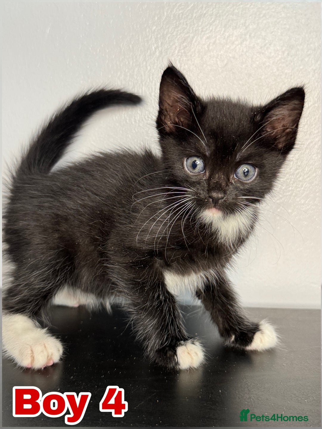 Mixed Breed cats for sale: Beautiful mixed bengal kittens  - Image 17