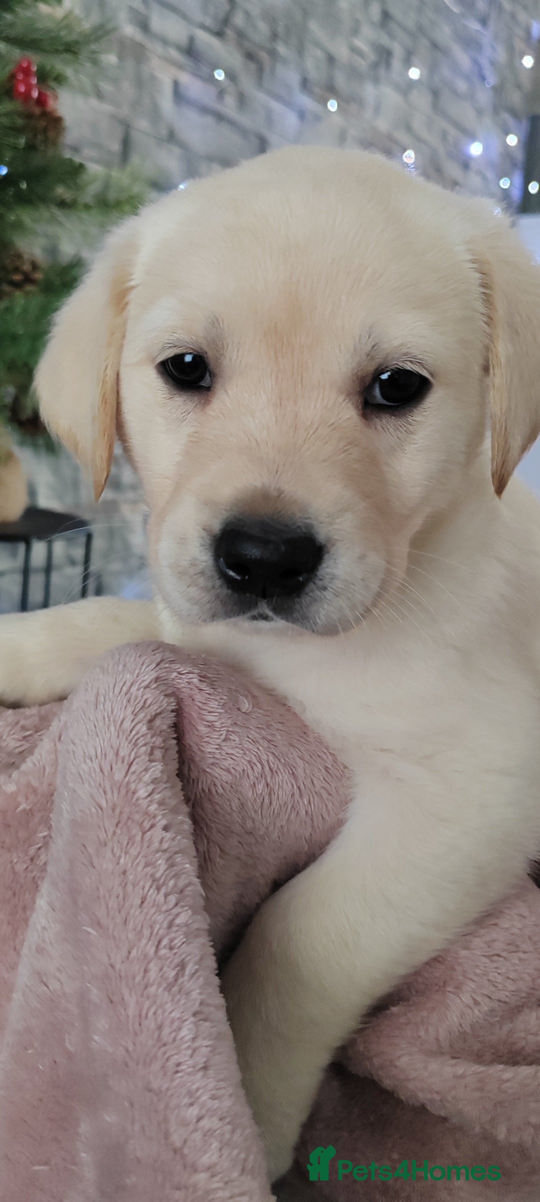 Goldador dogs for sale: Gorgeous Goldador puppies - Advert 2