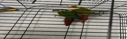 Conures birds for sale: Pineapple Conure/ Orange Sided Green Cheek Conure - Advert 3