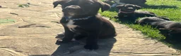Borador dogs for sale: Beautiful Borodor’s  - Advert 23