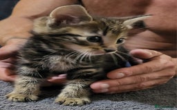 Domestic Shorthair cats for sale: Short hair domestic kittens - Image 2