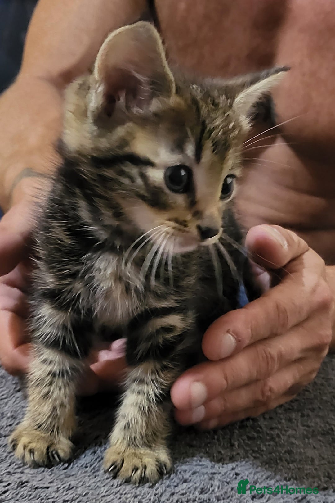Domestic Shorthair cats for sale: Short hair domestic kittens - Image 2