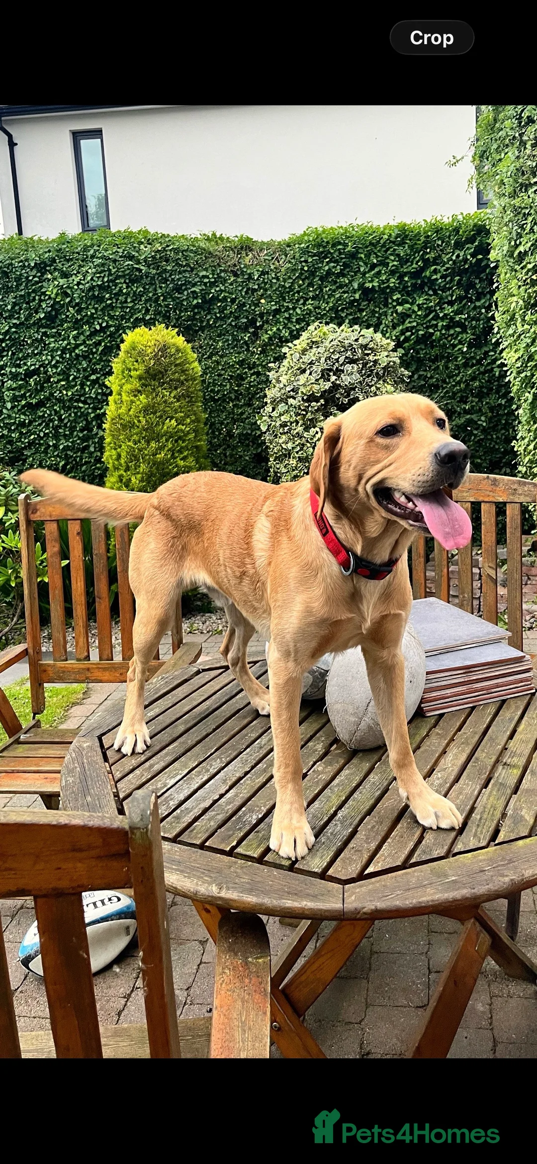 Labrador Retriever dogs for stud: Labrador Retriever Stud in Belfast - Advert 5