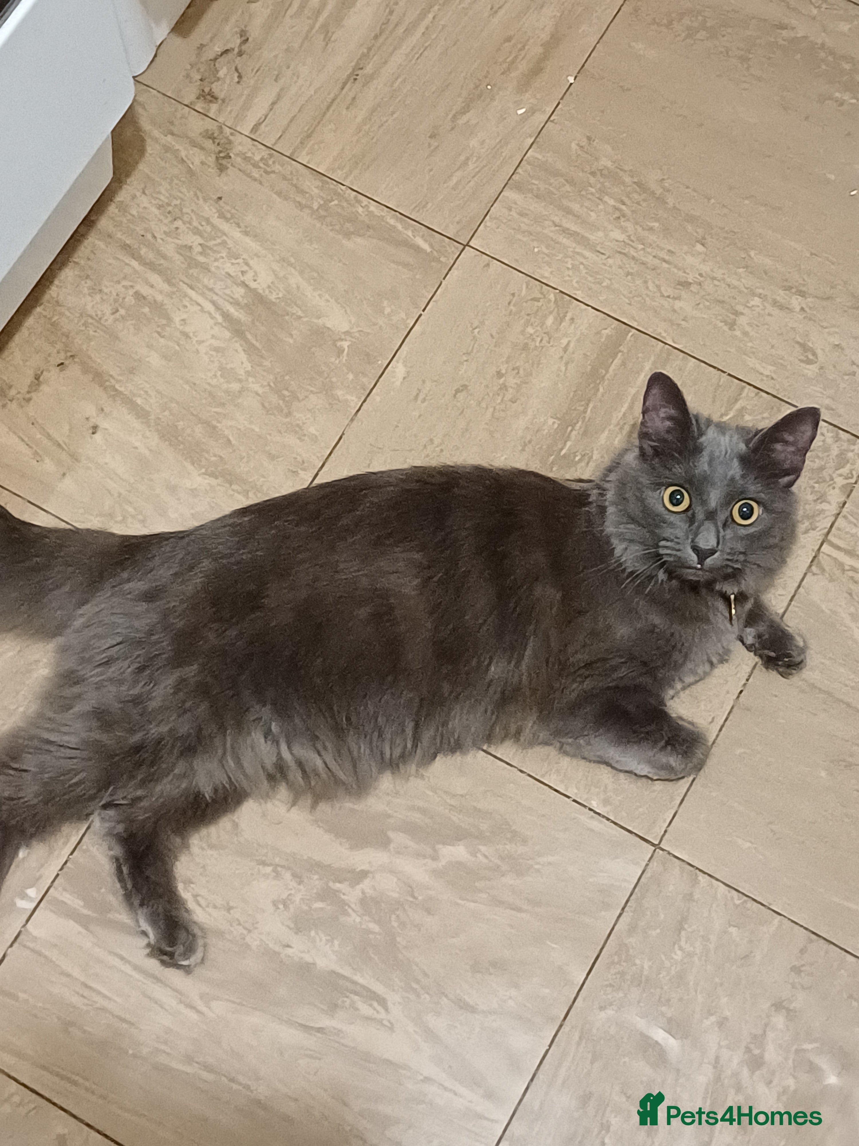 Nebelung cats Grey cat - Advert 2