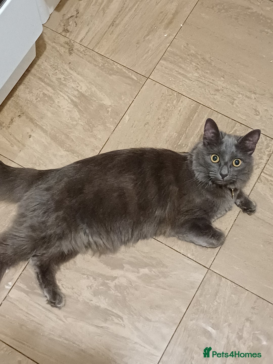 Nebelung cats for sale: Grey cat - Advert 1