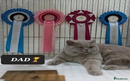 British Shorthair cats for sale: OUTSTANDING🏆PEDIGREE🎖CH SIRED in Dudley - Image 16