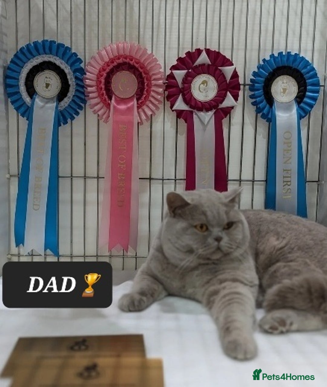British Shorthair cats for sale: OUTSTANDING🏆PEDIGREE🎖CH SIRED in Dudley - Image 16