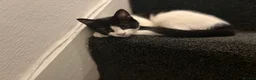 Mixed Breed cats for sale: Gorgeous cat - Advert 4