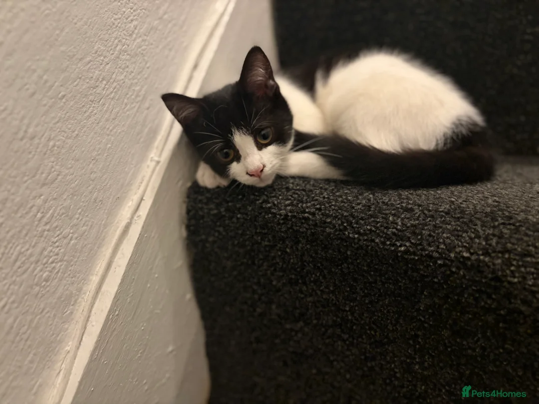 Mixed Breed cats for sale: Gorgeous cat - Advert 4