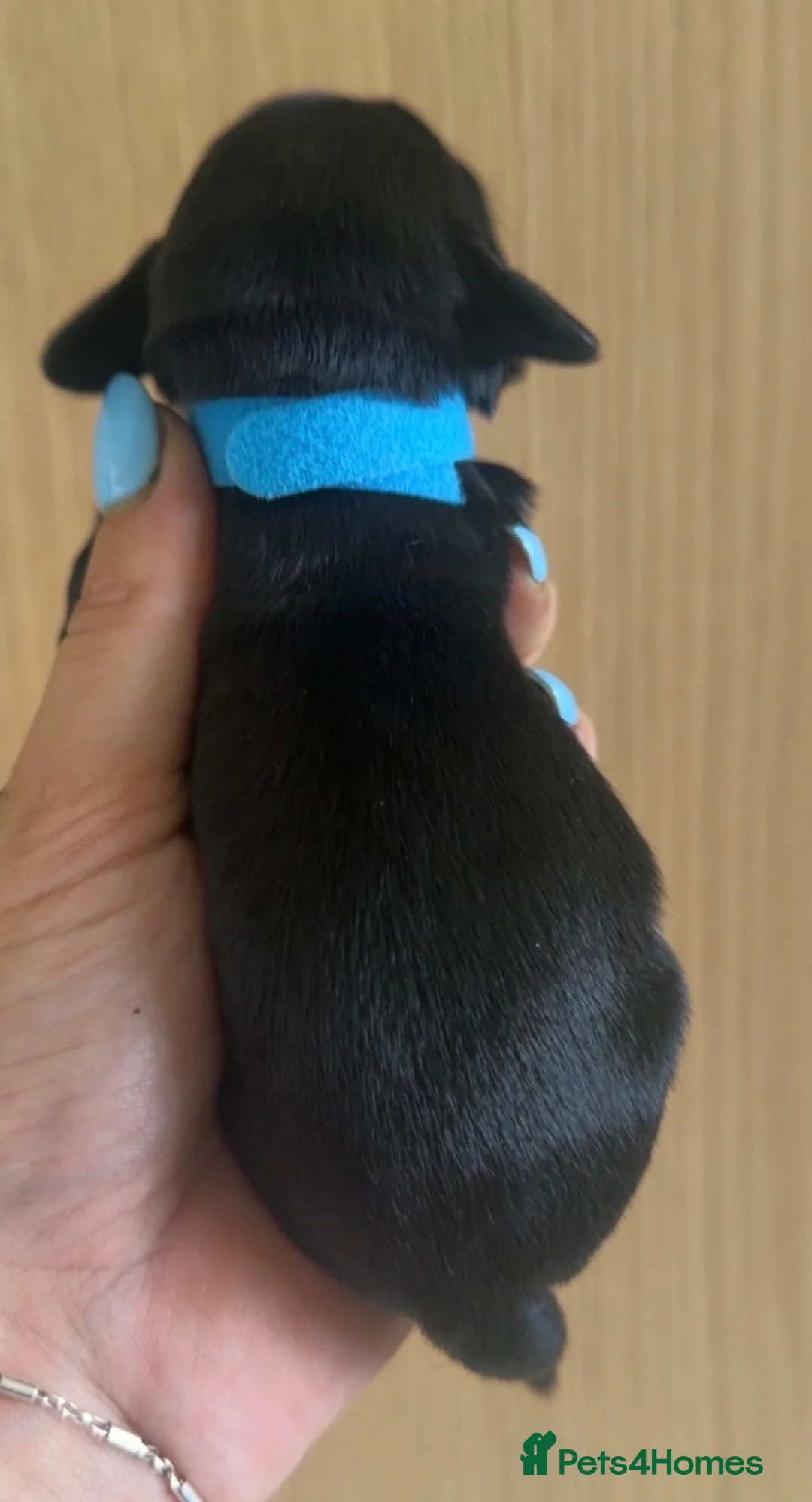 Doxiepoo dogs for sale: Miniature Doxiepoos  in Bathgate - Advert 7