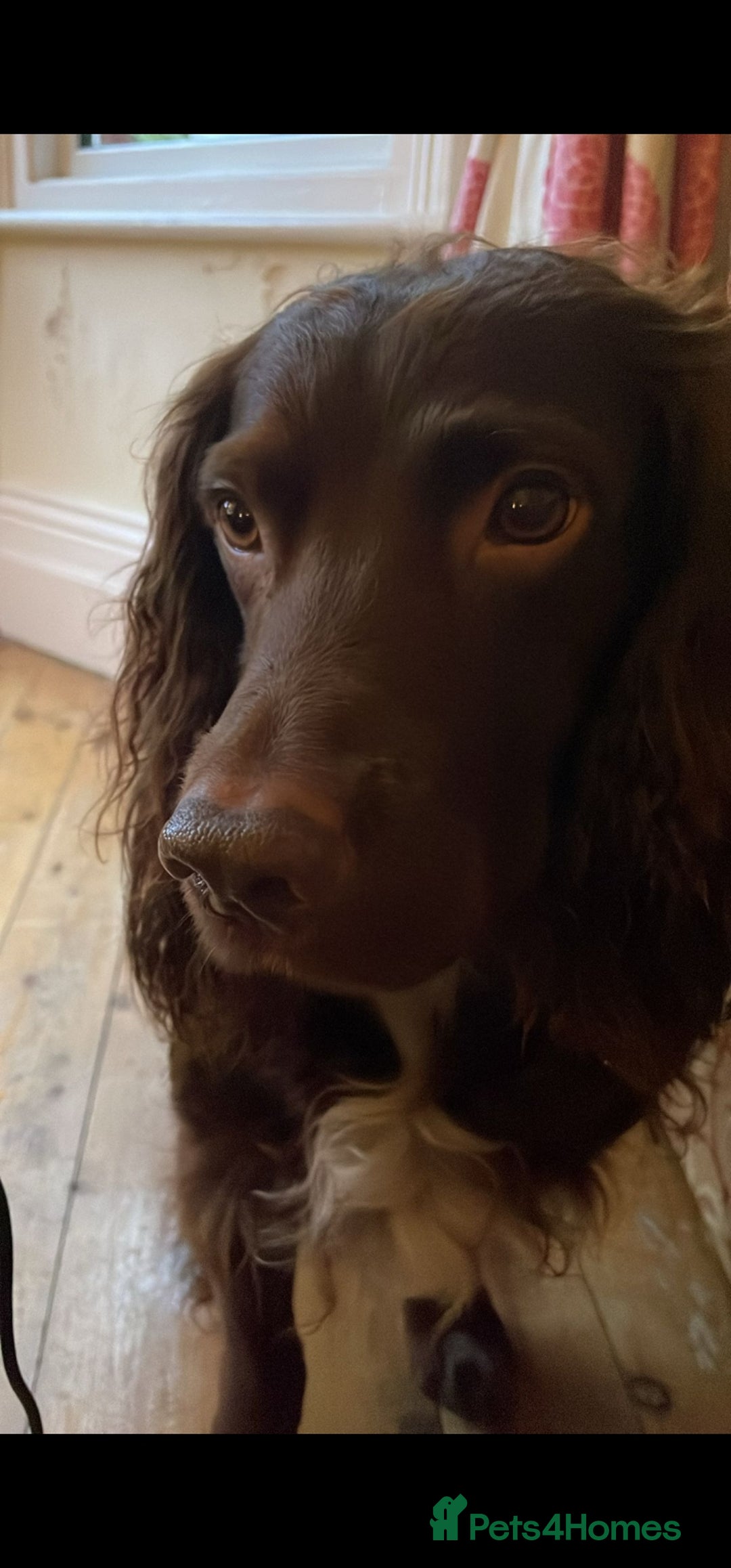 Cocker Spaniel dogs for sale: Cocker Spaniels - Image 15