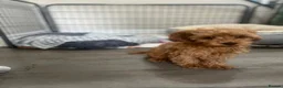 Maltipoo dogs for sale: Fully vaccinated Asian teddy face toy maltpoo🧸 - Advert 30