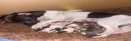 Jack Russell dogs for sale: Wonderful array of JRT pups - Advert 8
