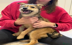 Mixed Breed dogs for adoption: Sweet sugar  - Image 13
