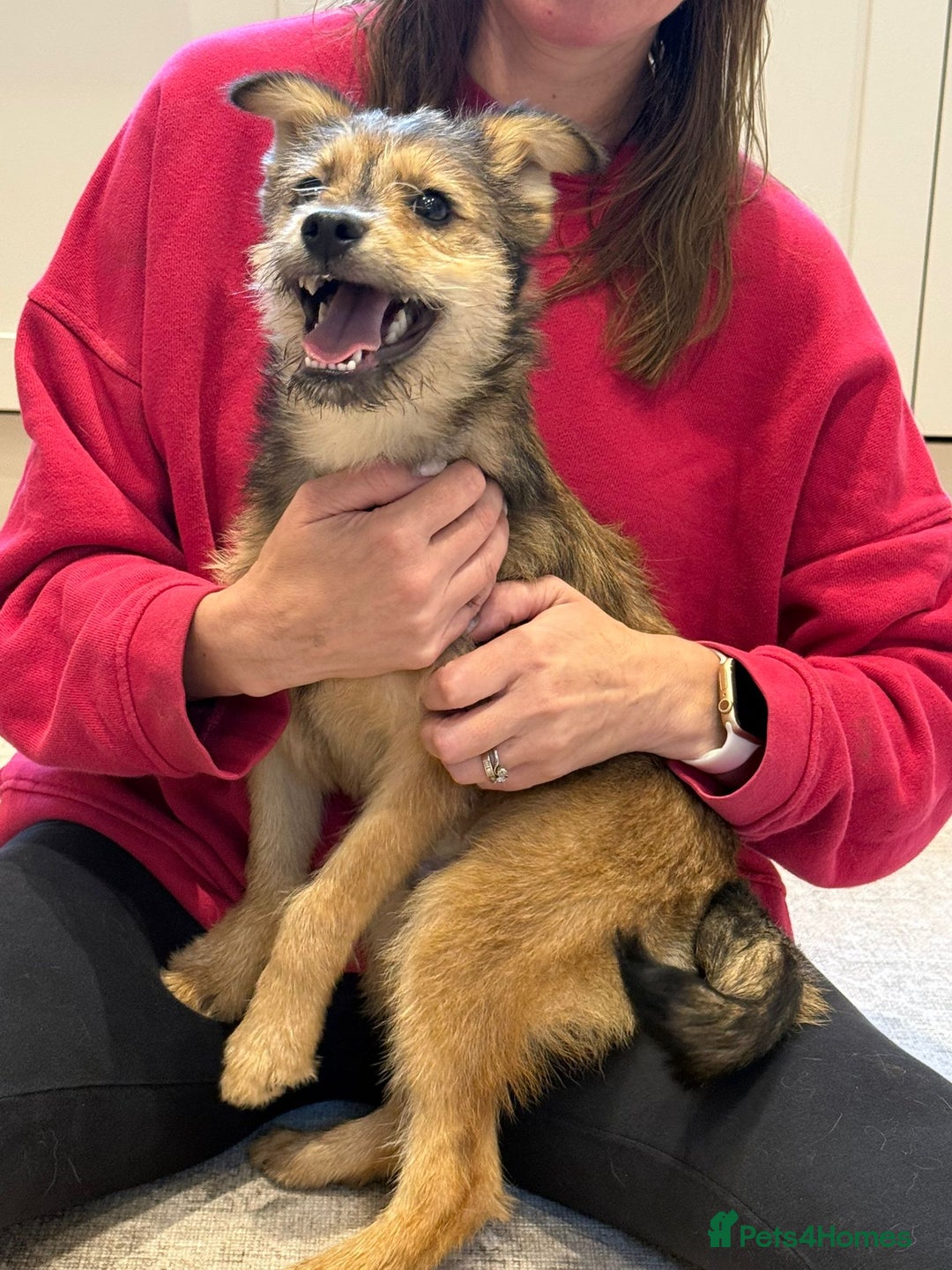 Mixed Breed dogs for adoption: Sweet sugar  - Image 13