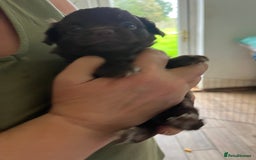 Chihuahua dogs for sale: Rare chocolate chihuahua puppies - Image 15