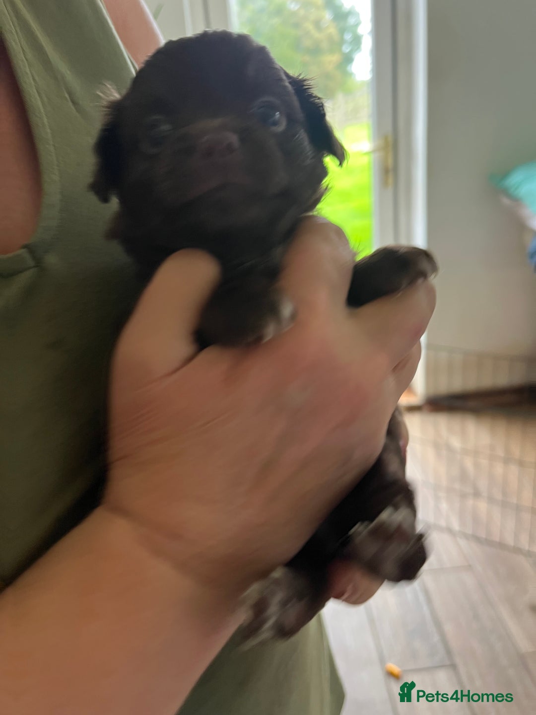Chihuahua dogs for sale: Rare chocolate chihuahua puppies - Image 15