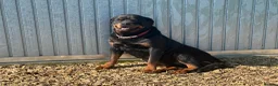 Rottweiler dogs for sale: KC registered rottweiler puppies - Advert 8