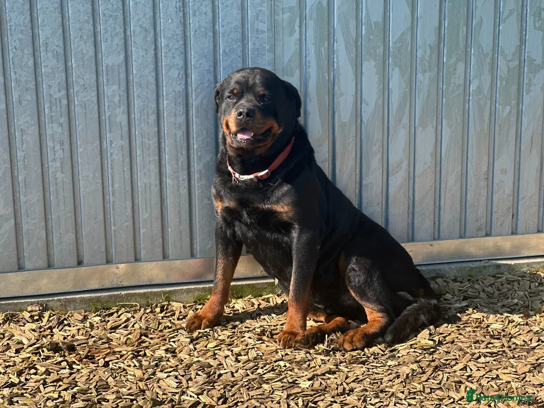 Rottweiler dogs for sale: KC registered rottweiler puppies - Advert 8