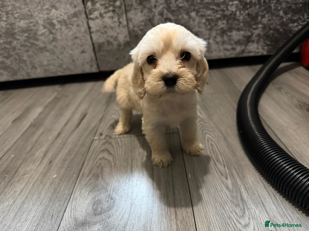 Cockapoo dogs for sale: Cocker poo puppies for sale  - Advert 19