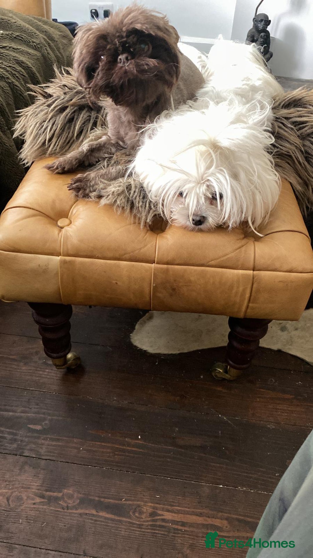 Malshi dogs for sale: Malshi’s - Advert 4