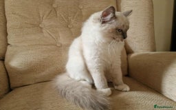 Ragdoll cats for sale: GRAND Champion European Line kittens.FULL PEDIGREE - Image 30