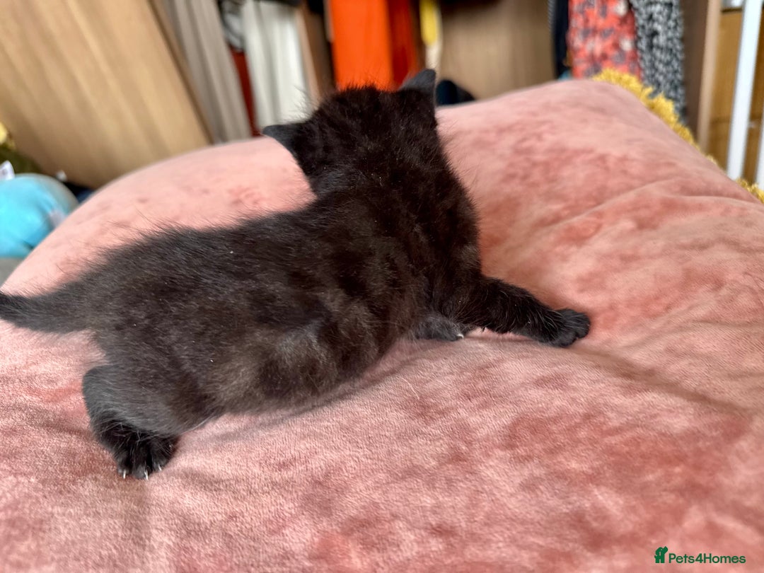 Bengal cats for sale: 4 pure bangal and 5 bengal x kittens - Image 5