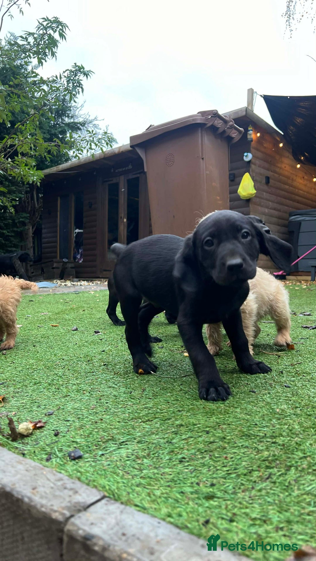 Labrador Retriever dogs for sale: Beautiful Labradors. Ready to go! - Advert 21