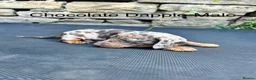 Miniature Dachshund dogs for sale: Miniature Dachsunds males and females - Advert 13