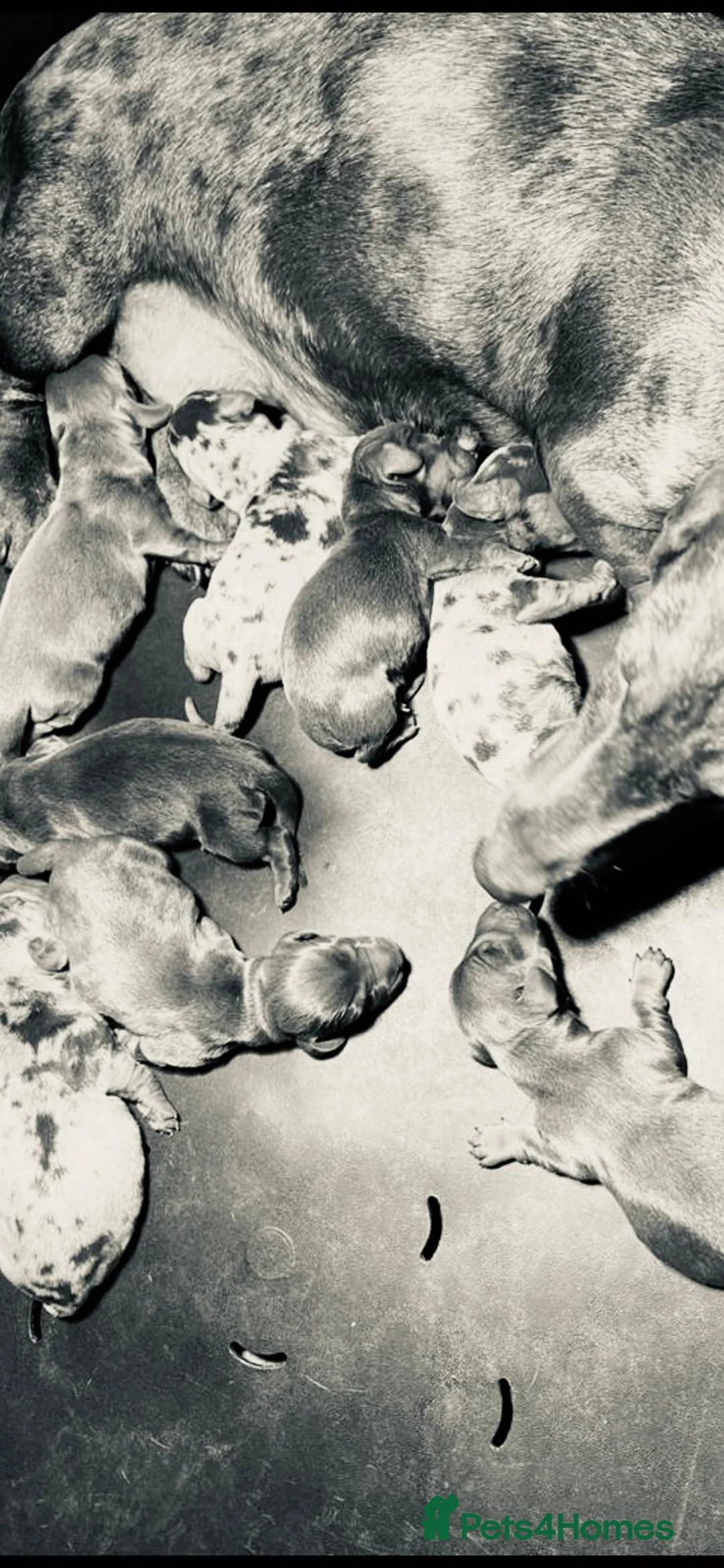 Miniature Dachshund dogs for sale: Miniature Dachshund Puppies  - Advert 10