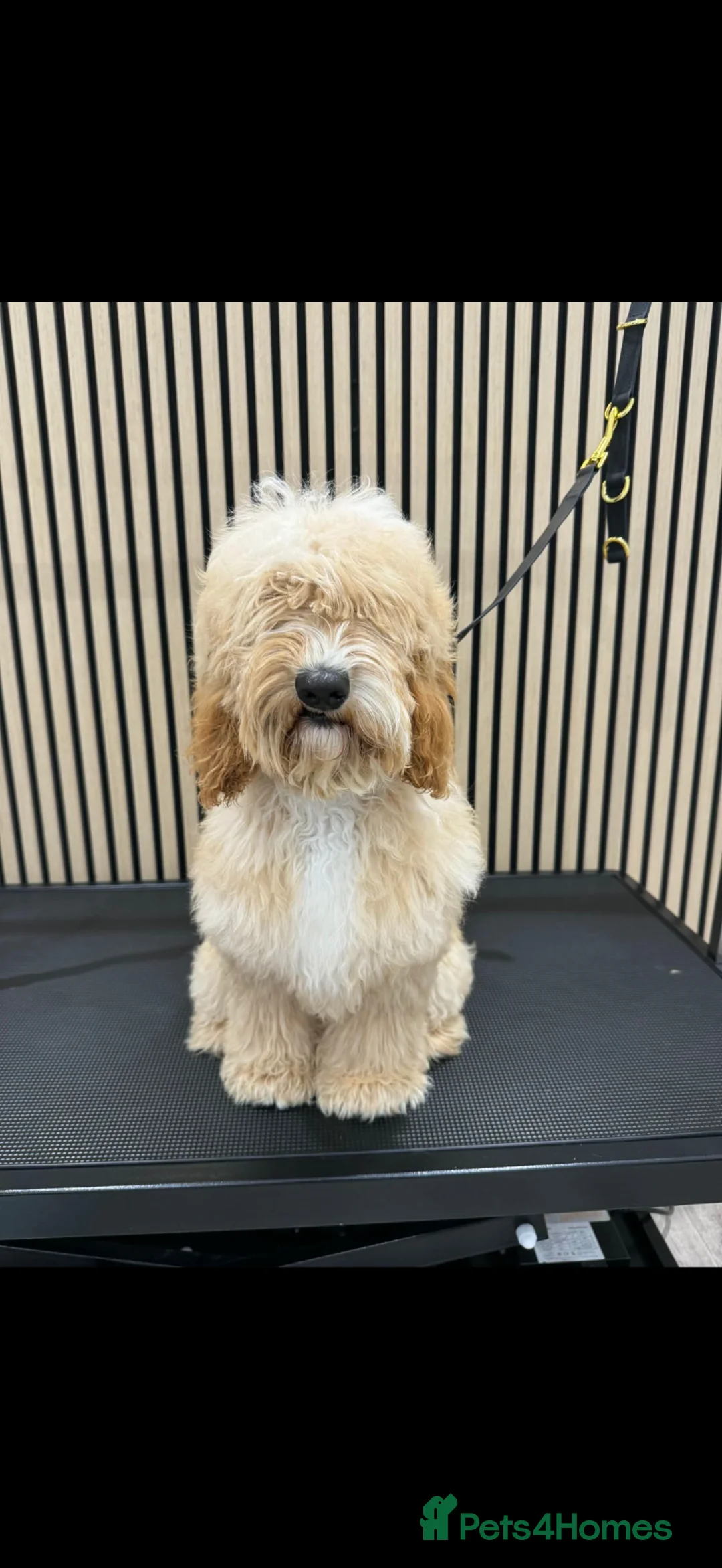 Cockapoo dogs for sale: Male cockapoo - Advert 2