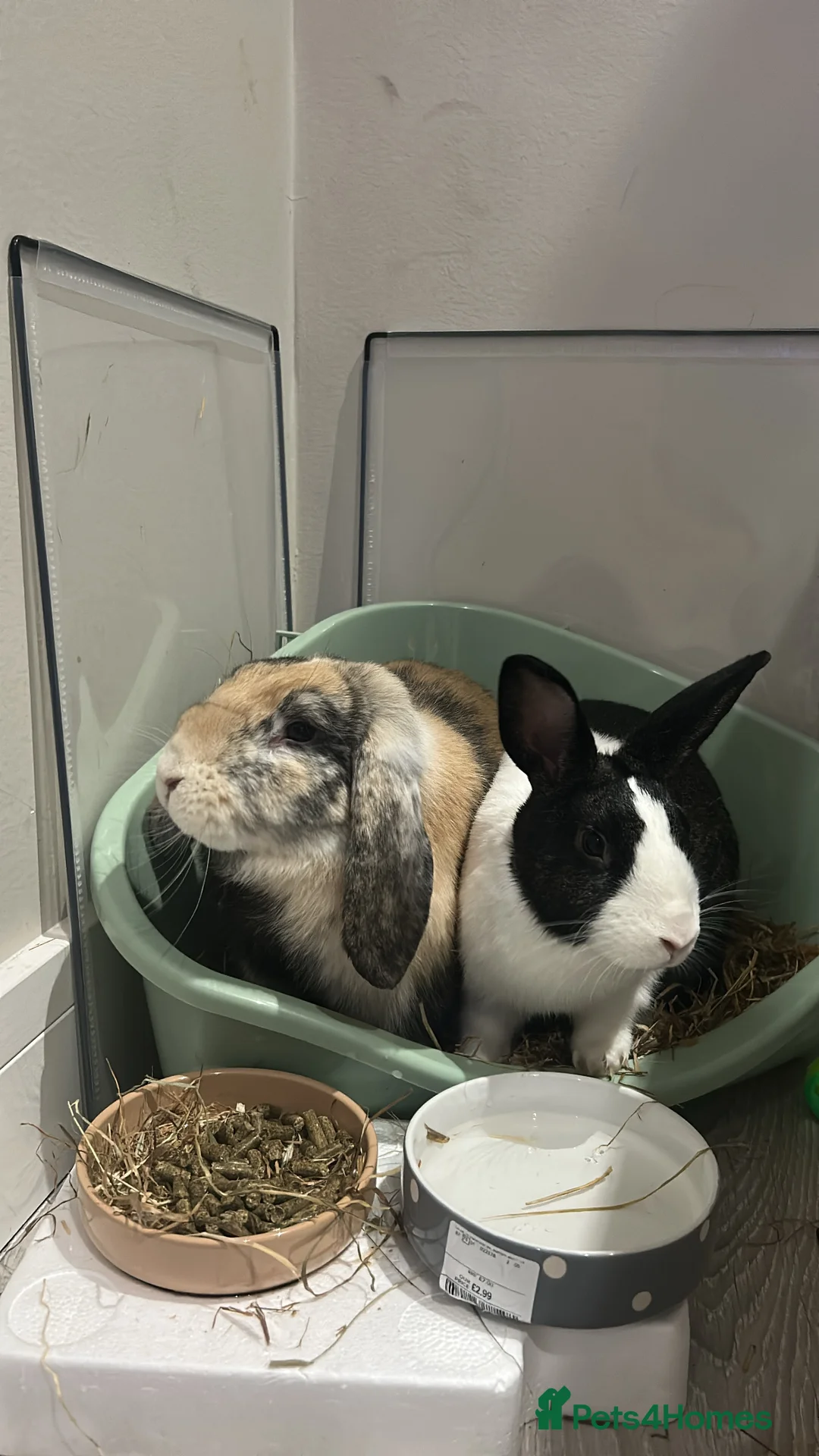 Rex rabbits for sale: Rex & Lop rabbits  - Advert 2