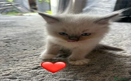 Ragdoll cats for sale: 6 blue point ragdolls for sale 5 boys 1 girl  - Image 17