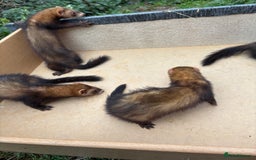 Ferret rodents for sale: Polecats for sale - Image 3