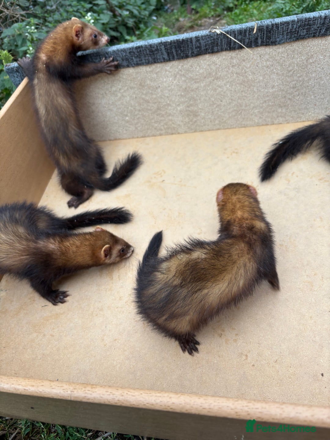 Ferret rodents for sale: Polecats for sale - Image 3