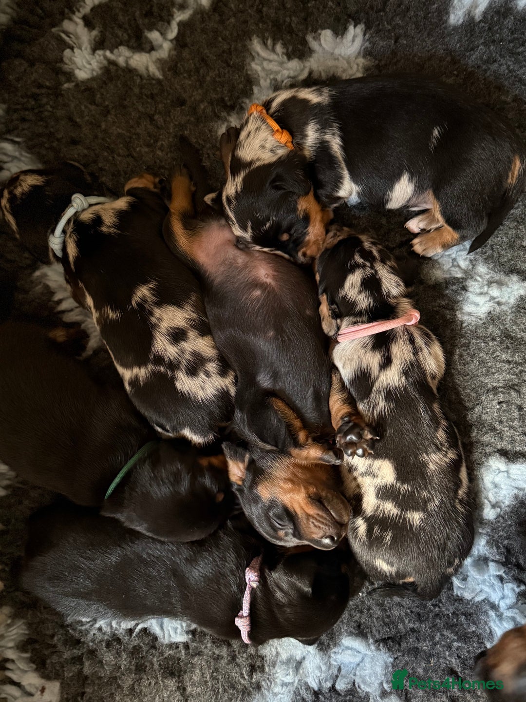 Miniature Dachshund dogs for sale: Miniature Dachshunds Need Loving Forever Homes - Advert 3