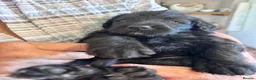 Labradoodle dogs for sale: Beautiful happy labradoodle puppies Ready 15.07.26 - Advert 17