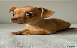 Mixed Breed dogs for sale: LAST ONE LEFT Micro Chiweenie – Smallest in the UK - Image 1