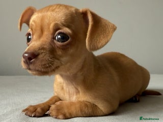 Mixed Breed dogs - Advert 2