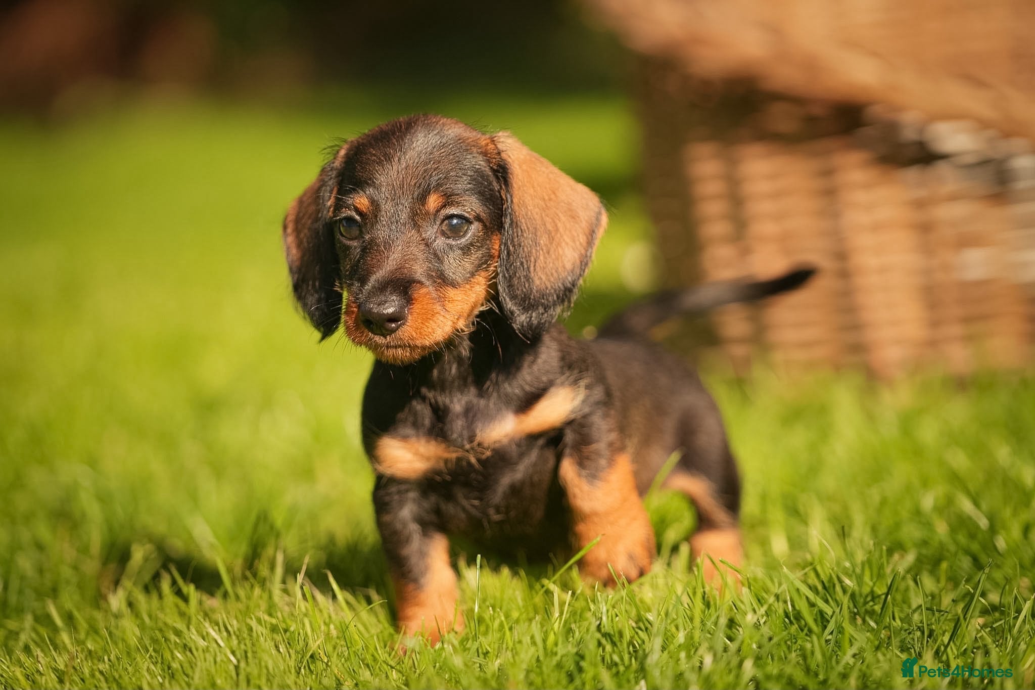 Dachshund dogs *READY NOW* Stunning Wire Haired Dachshunds  - Advert 1