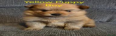 Pomeranian yellow