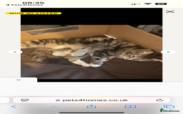 Maine Coon cats for sale: Maine Coon Kitten  - Image 15
