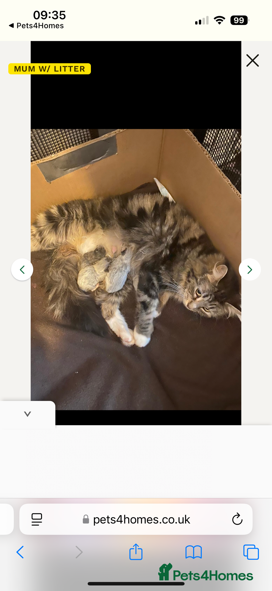 Maine Coon cats for sale: Maine Coon Kitten  - Image 15