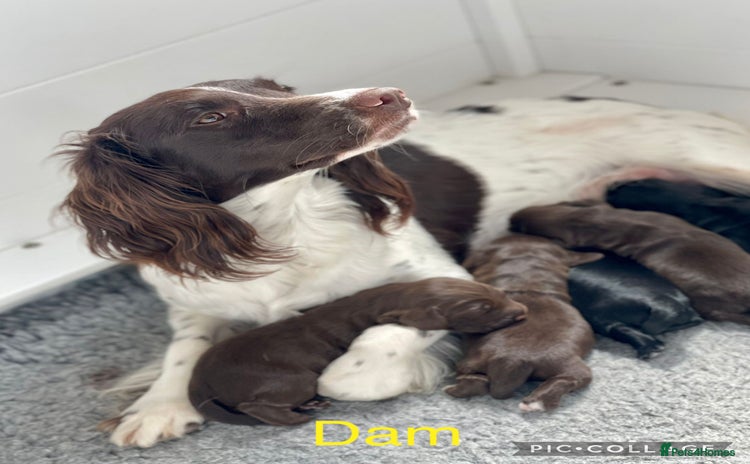 Sprocker dogs - Advert 1