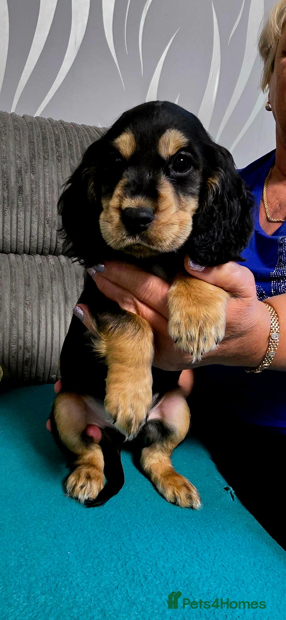 Cocker Spaniel dogs READY TO LEAVE TO THEIR HOMES - Advert 11