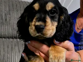 Cocker Spaniel dogs READY TO LEAVE TO THEIR HOMES 3 boys - Advert 1